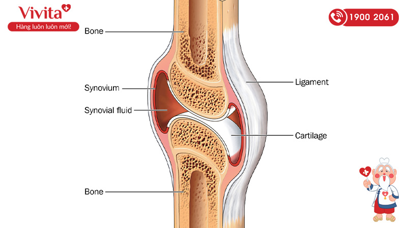 Các khớp di chuyển tự do được phân loại theo cấu trúc như khớp hoạt dịch