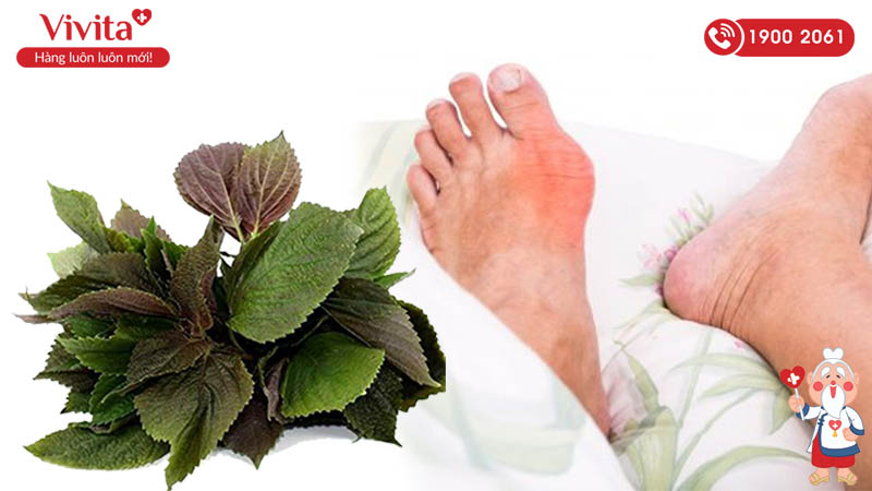 chữa bệnh gout bằng lá tía tô