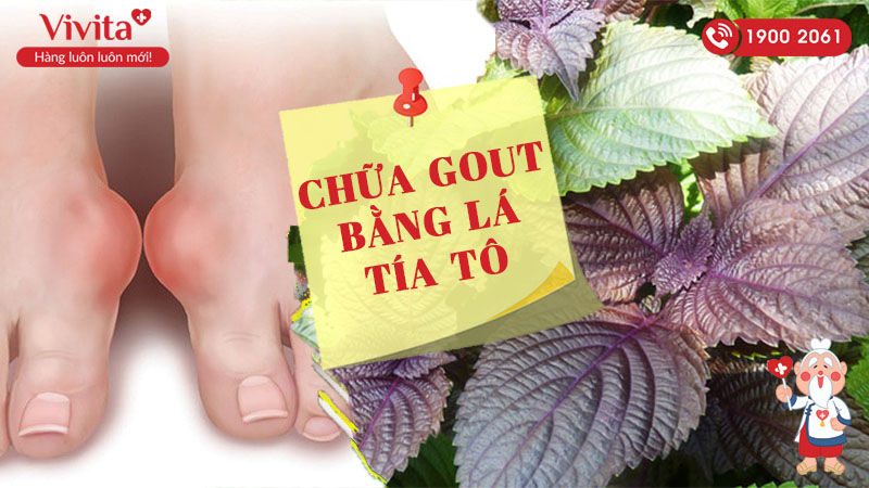 chữa gout bằng lá tía tô