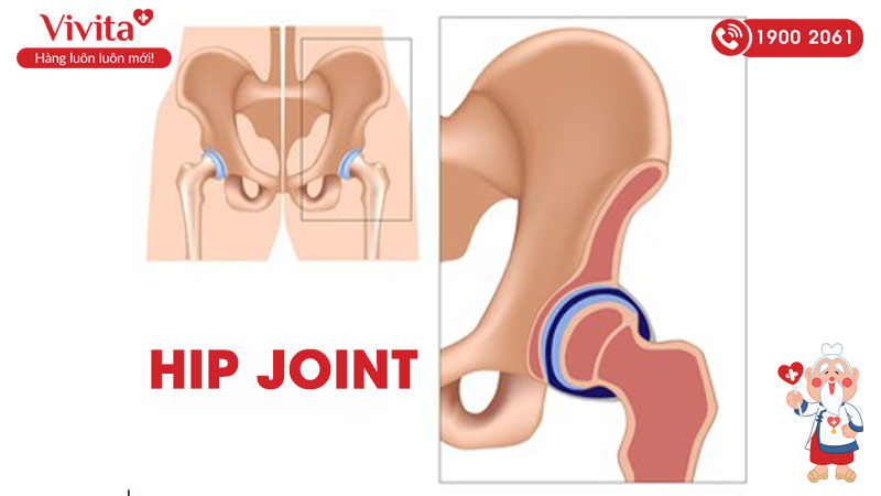 khớp háng tiếng anh là hip joint