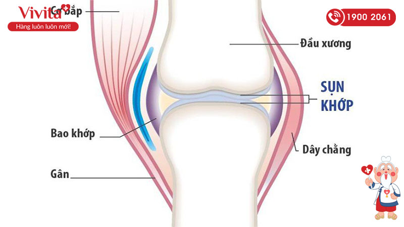 sụn khớp thuộc nhớm khớp di chuyển nhẹ