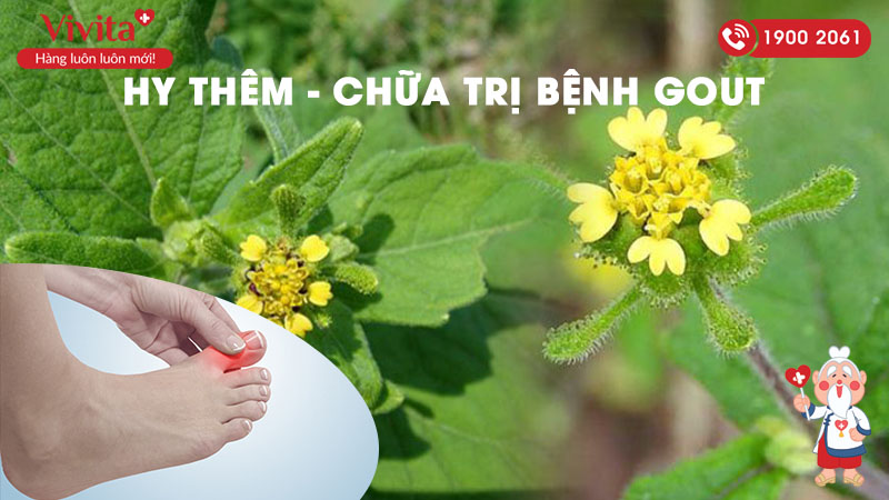 thuốc nam chữa trị bệnh gout hy thêm