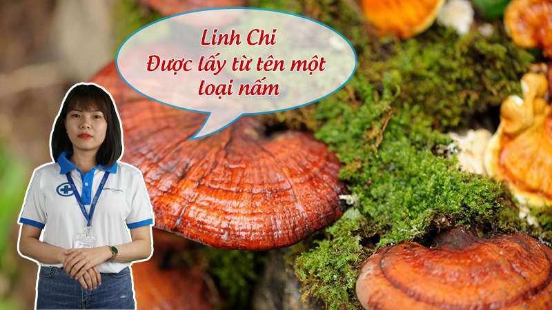 dược sĩ linh chi