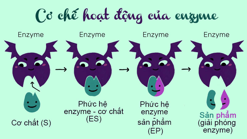 Cơ chế hđ của enzyme VIVITA