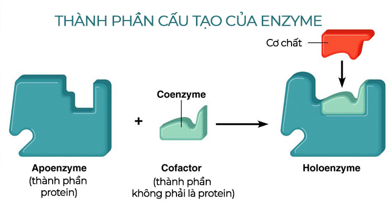 thành phần cấu tạo của enzyme vivita