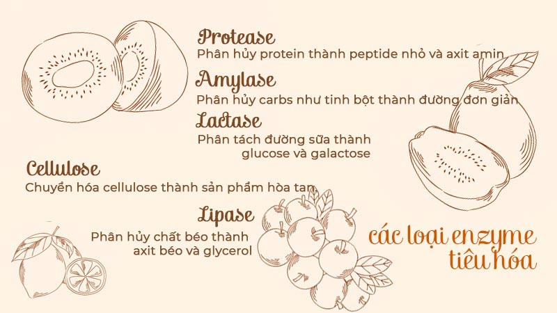 5 loại enzyme tiêu hóa