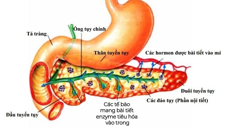 enzyme tiết ra từ tuyến tụy