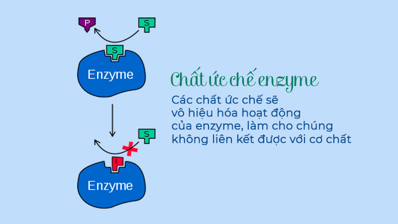 ức chế enzyme