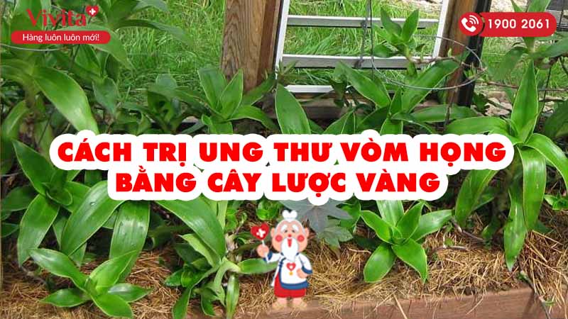 Người ta tin rằng cây lược vàng có khả năng chữa khỏi căn bệnh ung thư, đúng không?
