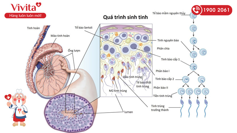 chu kỳ sản xuất tinh trùng