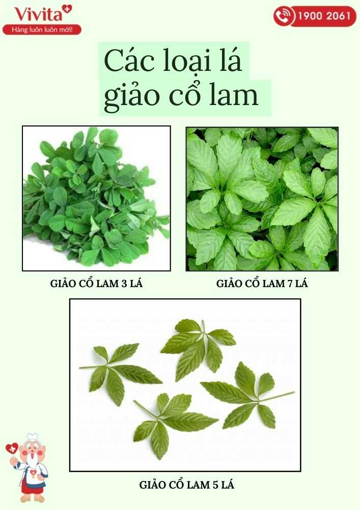 Các loại lá của giảo cổ lam