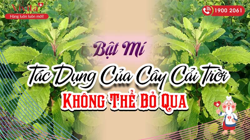 Bật Mí Tác Dụng Của Cây Cải Trời Không Thể Bỏ Qua - Vivita.vn