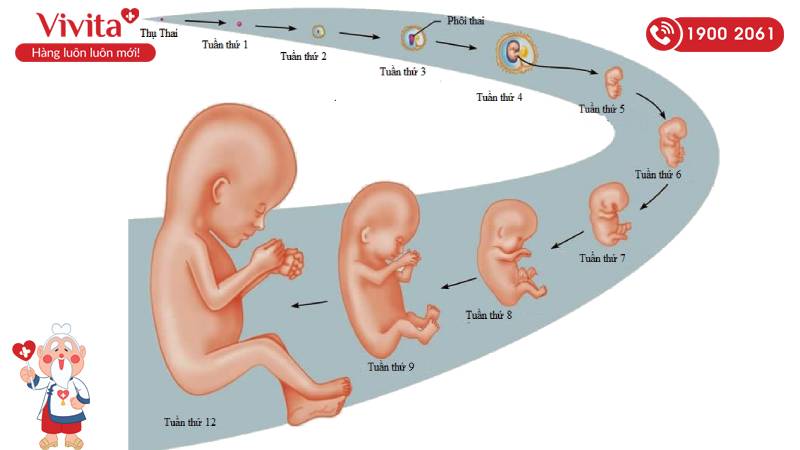 Mẹ bầu nên bổ sung axit folic từ giai đoạn chuẩn bị mang thai đến sau khi sinh
