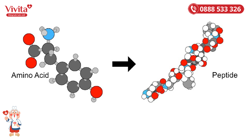 Peptide là chuỗi dài các acid amin được cơ thể sản sinh ra với tác dụng sinh tổng hợp các loại protein