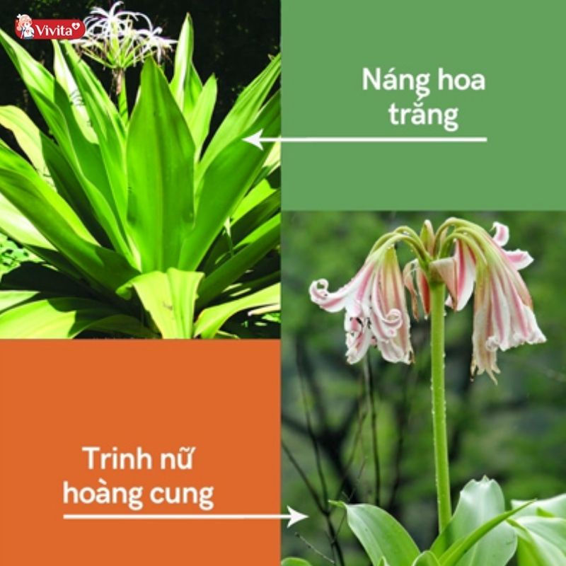 Náng hoa trắng thường bị nhầm lẫn với trinh nữ hoàng cung