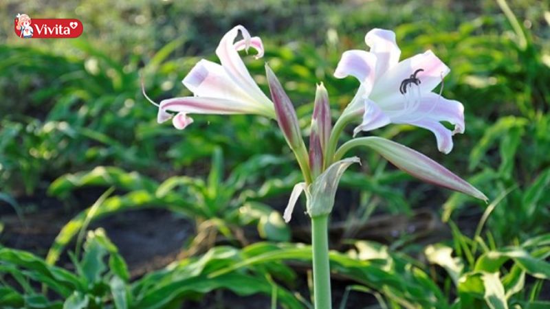 Có những loại thuốc, thực phẩm hay hoạt động nào mà không nên kết hợp với trinh nữ hoàng cung Cali USA?
