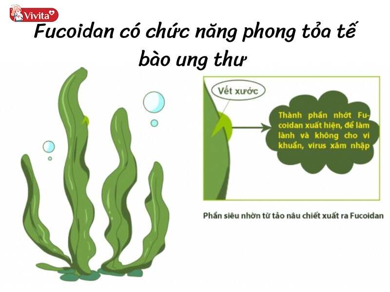 Nhiều báo cáo cho thấy Fucoidan có tác dụng phòng ngừa và hỗ trợ điều trị ung thư