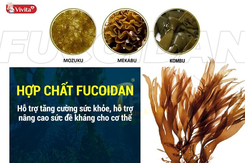 Fucoidan giúp tăng số lượng tế bào NL và tế bào lympho T, từ đó giúp cơ hệ miễn dịch tốt hơn. 