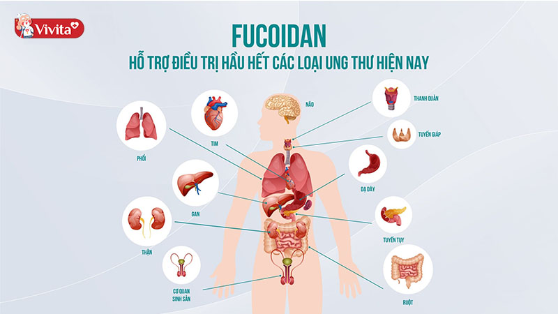  Fucoidan loại nào tốt