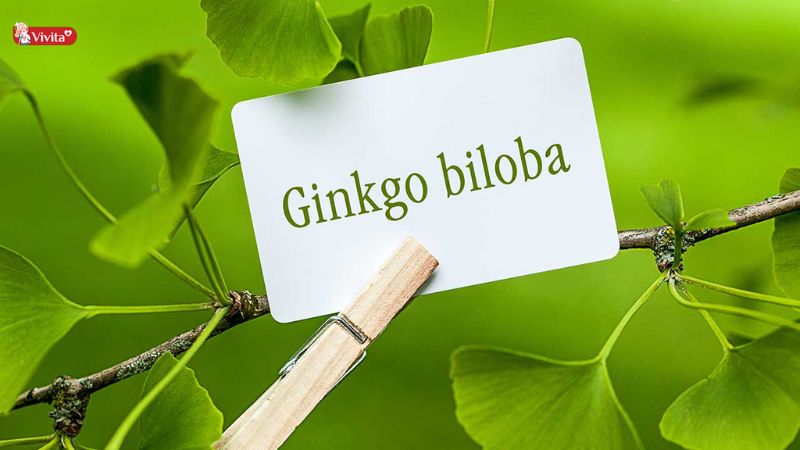 Ginkgo Biloba là gì?