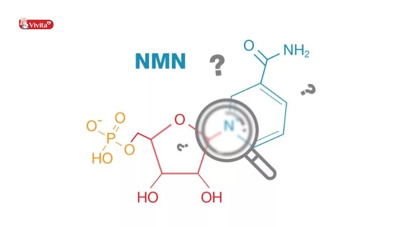 NMN là gì?
