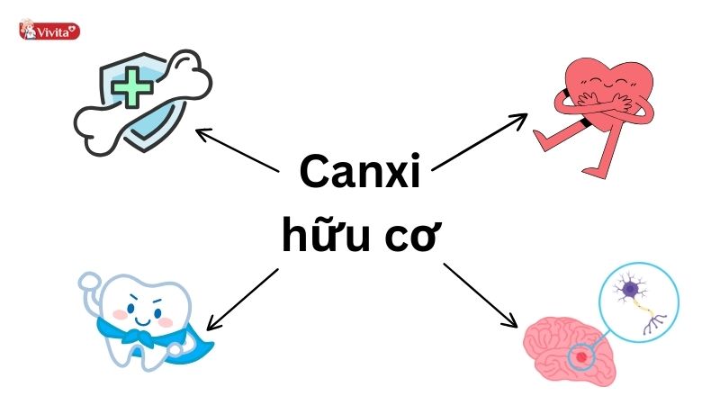 Công dụng của canxi hữu cơ