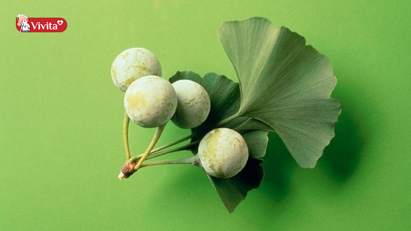 Huyết áp thấp có uống được Ginkgo không