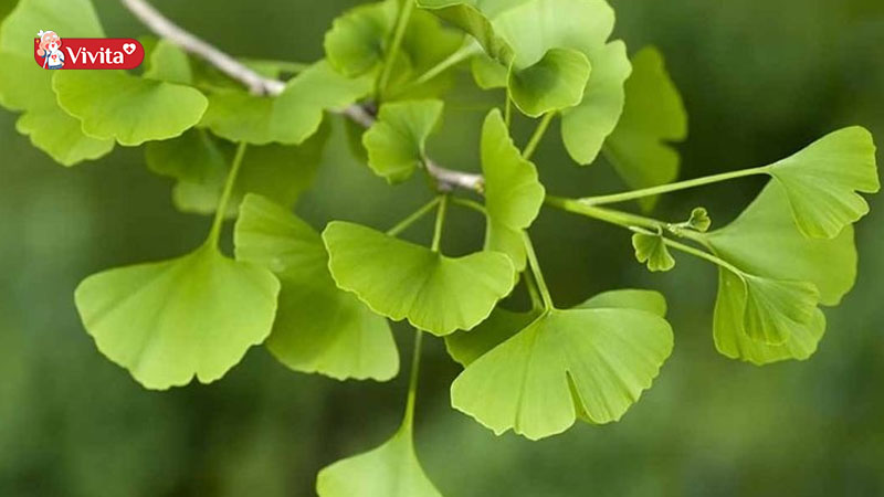 Ginkgo Biloba mang đến nhiều lợi ích cho sức khoẻ