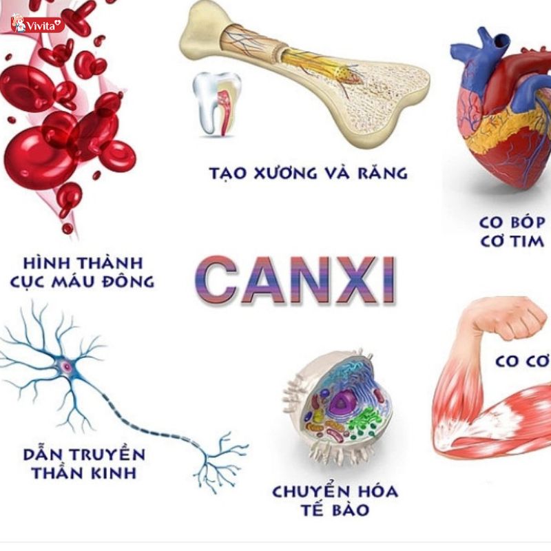 Tầm quan trọng của canxi đối với người lớn