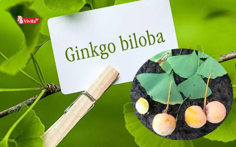 Khuyến cáo khi sử dụng Ginkgo Biloba