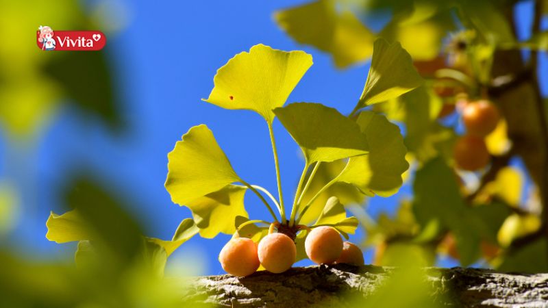 Thành phần có trong Ginkgo Biloba