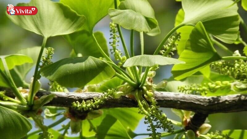 Ginkgo Biloba khong dung cho tre em