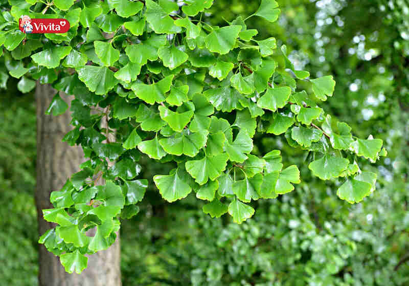 Ginkgo Biloba ngày uống mấy viên