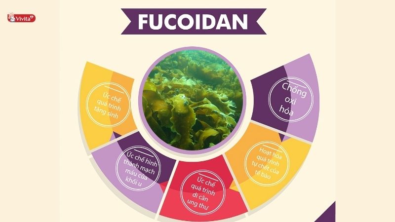 Fucoidan có tác dụng gì?