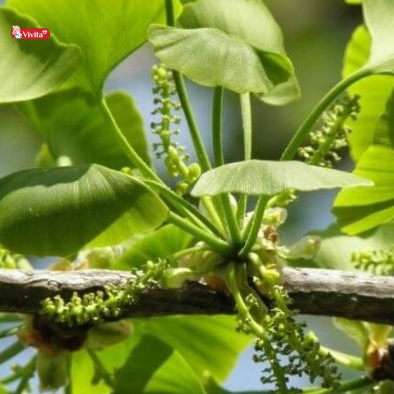 Lợi ích của dược liệu Ginkgo Biloba với sức khỏe