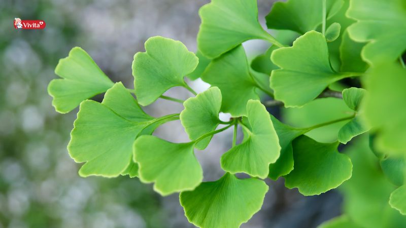 Giới thiệu về viên uống Ginkgo Biloba của Mỹ