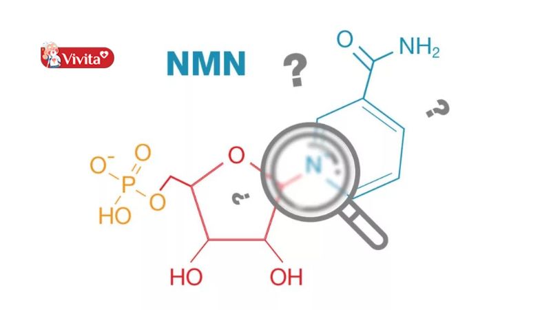 NMN có phải tế bào gốc không?