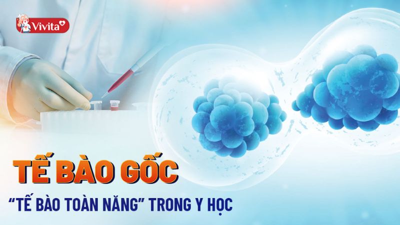 Ứng dụng của tế bào gốc trong y học và thẩm mỹ