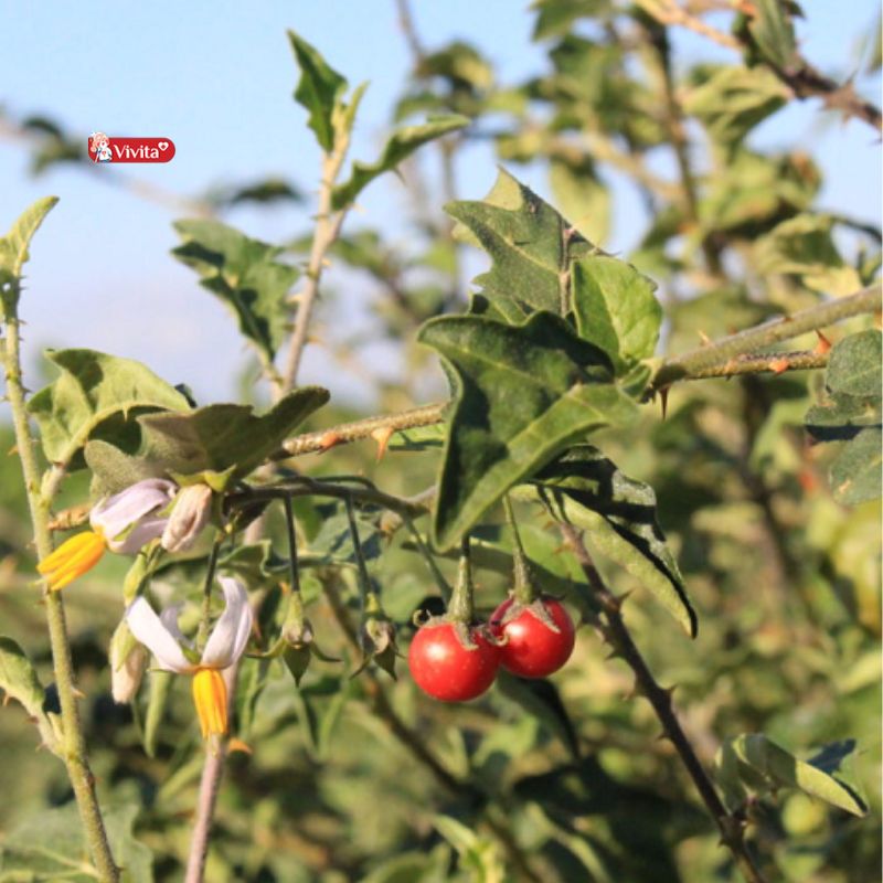 cà gai leo hỗ trợ bảo vệ gan