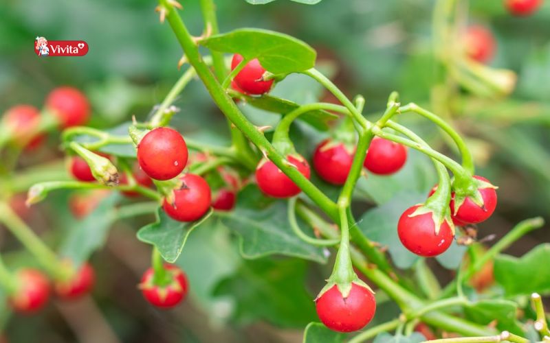 Cà gai leo là gì?