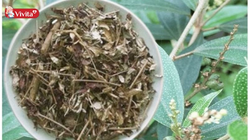 Lá Khổ Sâm được dùng trong việc hỗ trợ điều trị các bệnh về dạ dày hiệu quả