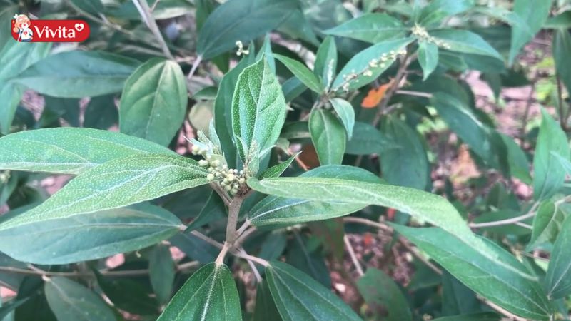 lá khổ sâm chữa dạ dày