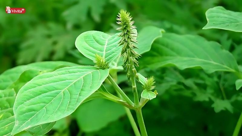 Cây cỏ xước 