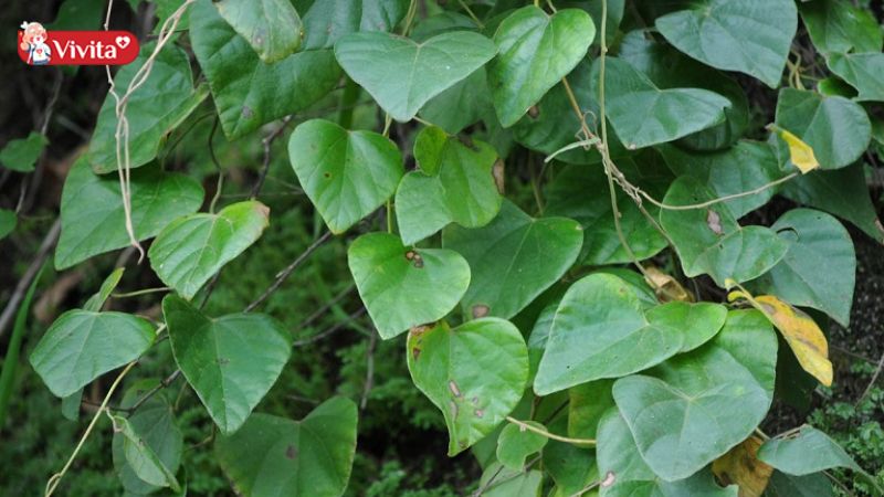 Cách sử dụng cây đau xương